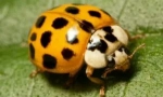 Přínos, poškození a nebezpečí berušky